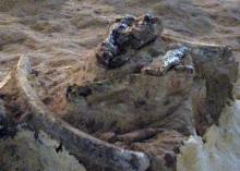 Ancient Fossils Found In Northwestern Iran  