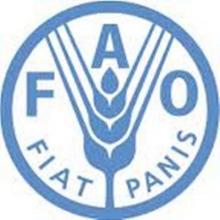 World Cereal Production Set To Reach Historic High In 2013 – FAO  
