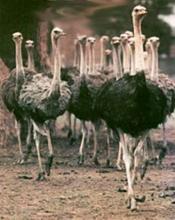 2nd Consignment Of Ostrich Exported To Tajikistan  