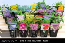 15pc Growth In Iran Exports Of Flowers : Official