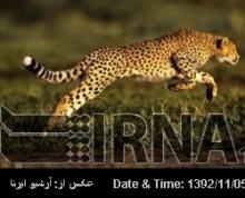 Iran To Unveil World Cup Kit Featuring Asian Cheetah On February 1