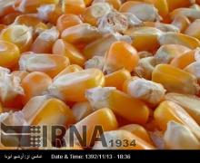 Iran Produces 570,000 Tons Of Oil-seeds Annually