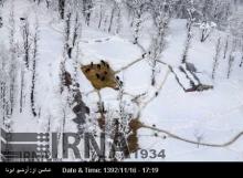 IRCS Rescuers Save Four Workers Trapped In Heavy Snow North Of Iran
