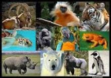 Go Wild For Wildlife - Ban