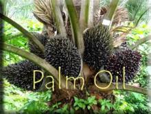 Iran To Totally Ban Palm Oil Use
