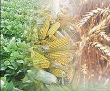 Iran, Nigeria Call For Enhanced Agricultural Cooperation