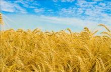 Iran Rejects FAO Report On Reduced Wheat Production