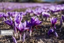 FAO, Iran ink deal to enhance saffron authenticity