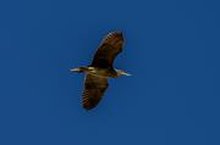Black-crowned Night Heron Spotted in Northern Borders Region