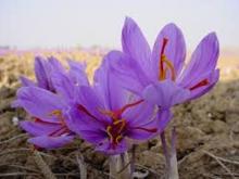 UNIDO participates in project to improve saffron cultivation in Khorasan
