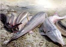 Sturgeon fish food to be produced domestically