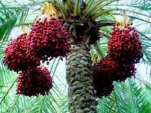 Knowledge of producing tropical fruits localized in Sistan-Baluchestan