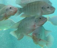 Farming of male tilapia fish in enclosed environments authorized