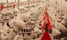 Setting up new poultry units banned
