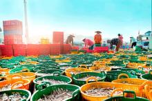 Vietnam approves national programme on protection and development of aquatic resources
