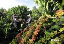Farmers harvest coffee in Dak Doa district, Gia Lai province. (Photo: VNA)