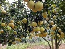 Vietnamese pomelo likely to be exported to Australia