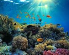 Ban Underlines Need To Preserve Marine Biodiversity  