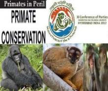 Primates Need Urgent Conservation From Getting Extinct : Report   