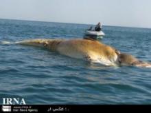 Dead Gigantic Whale Found In Qeshm Coastal Waters   