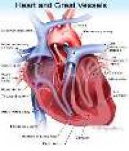 Iran Cardiovascular Surgeries Conducted On Intˈl Standards 