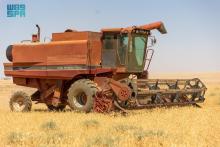 Northern Borders Region Begins Rainfed Harvest Season