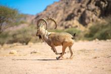 National Center for Wildlife Celebrates Gulf Wildlife Day