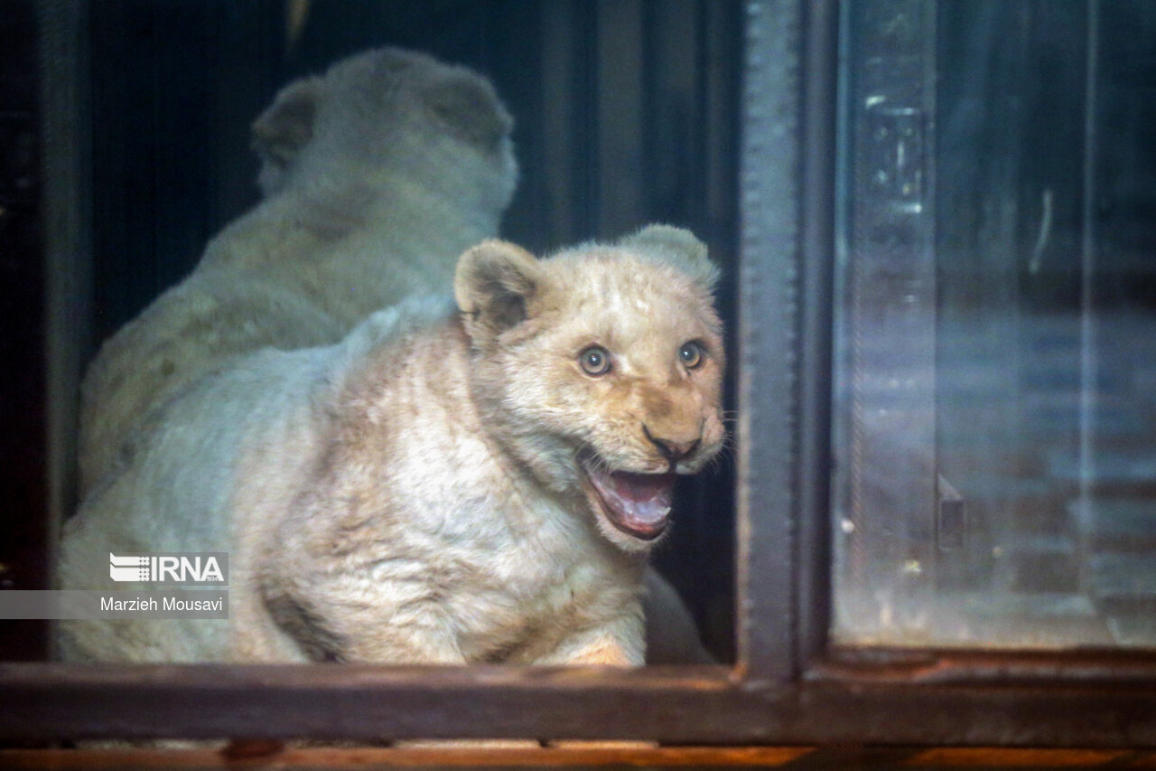 Transfer of white lions to the zoo