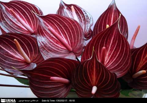 11th Tehran International Flora Exhibition