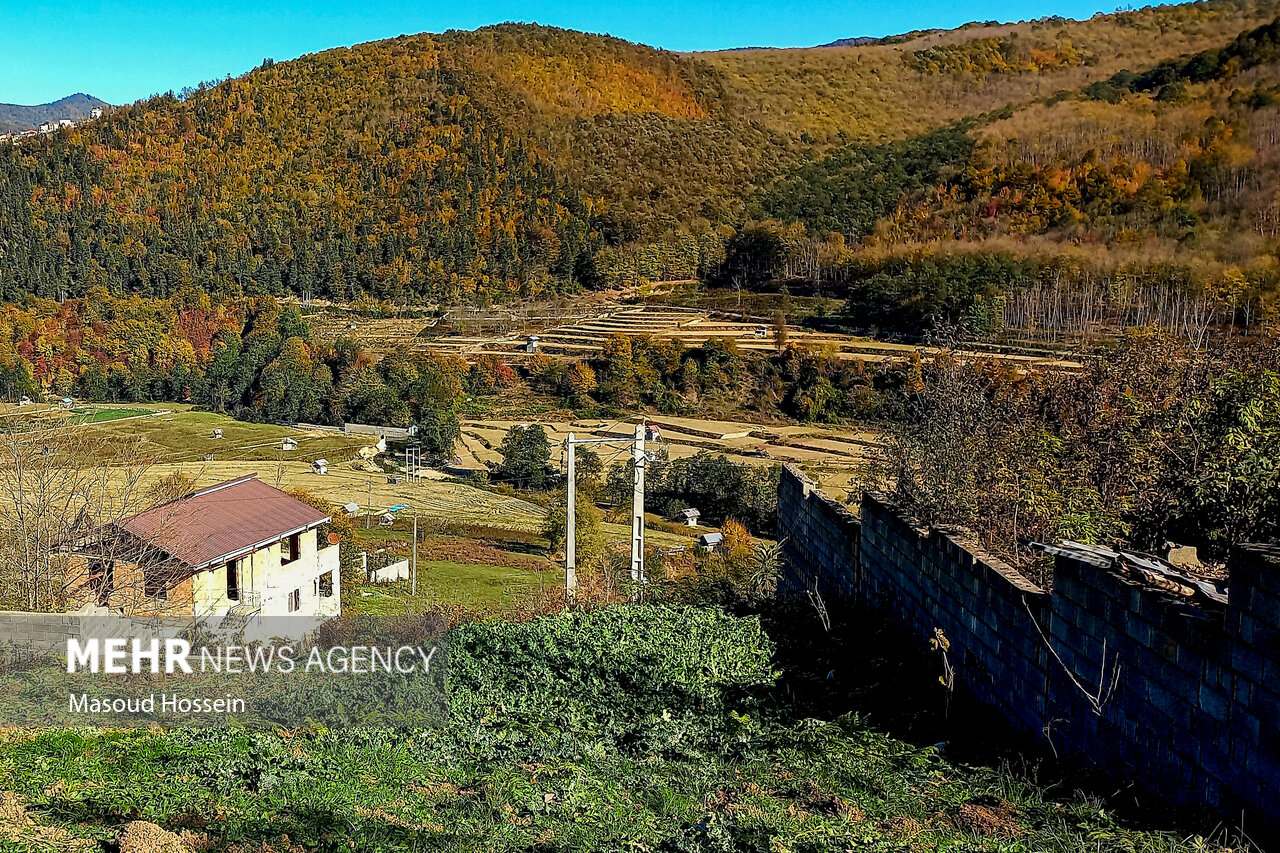 Autumnal leaf drop in Savadkuh