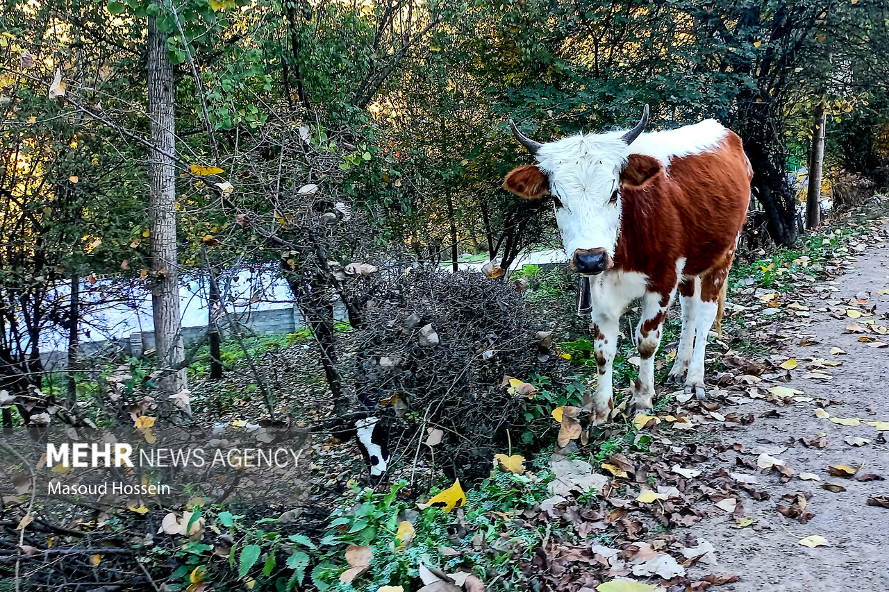 Autumnal leaf drop in Savadkuh