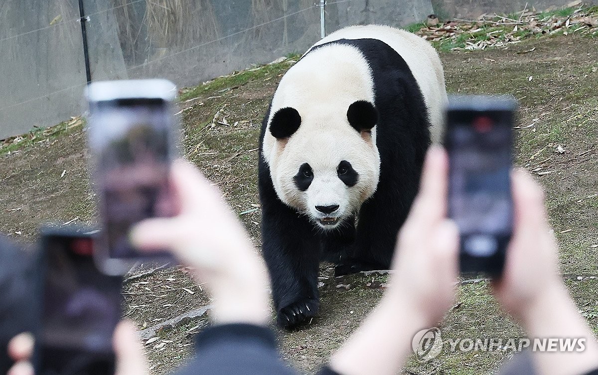Giant panda Fu Bao