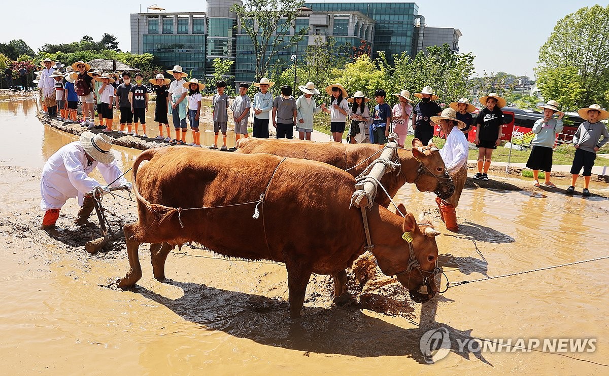 Demonstrating traditional rice field plowing