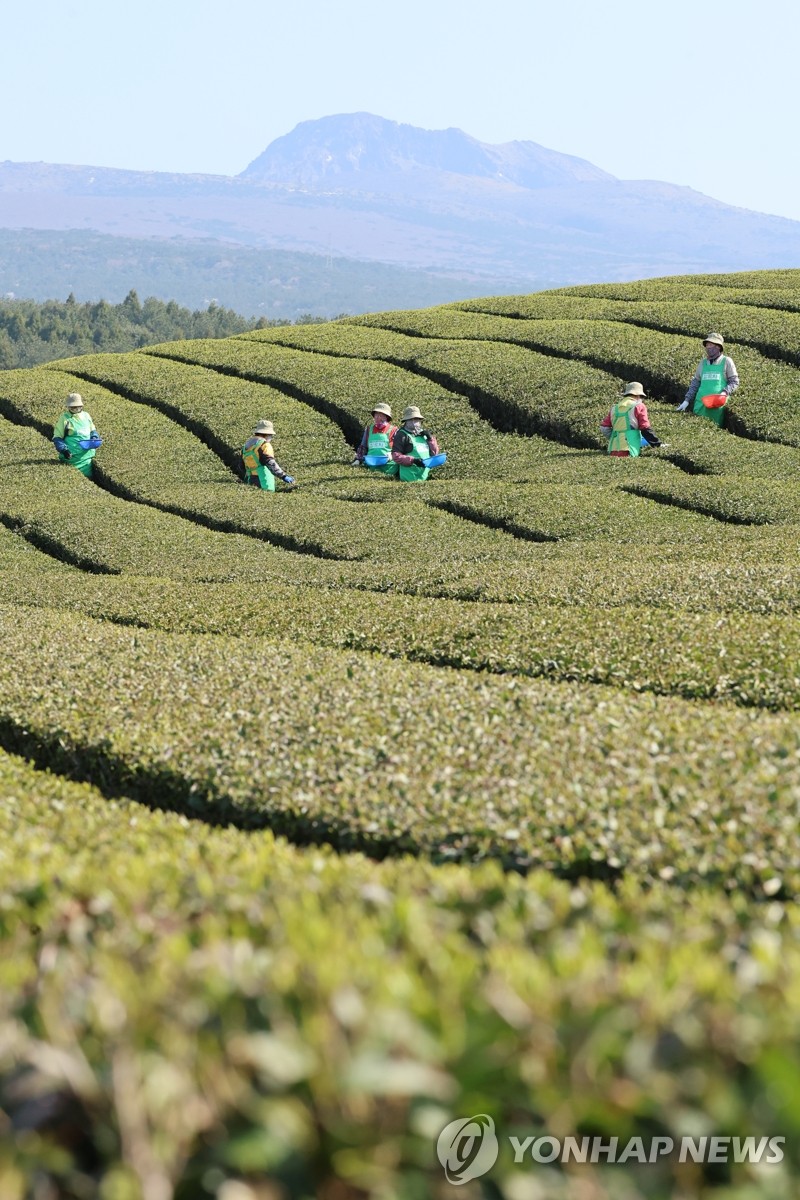 Green tea picking