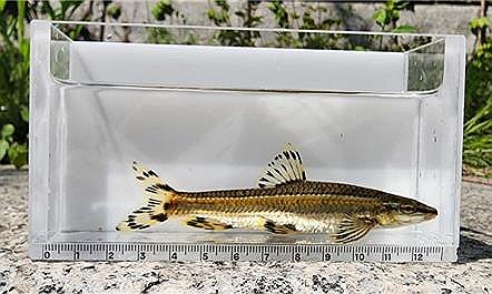 Freshwater fish found in Seoul's Cheonggye Stream