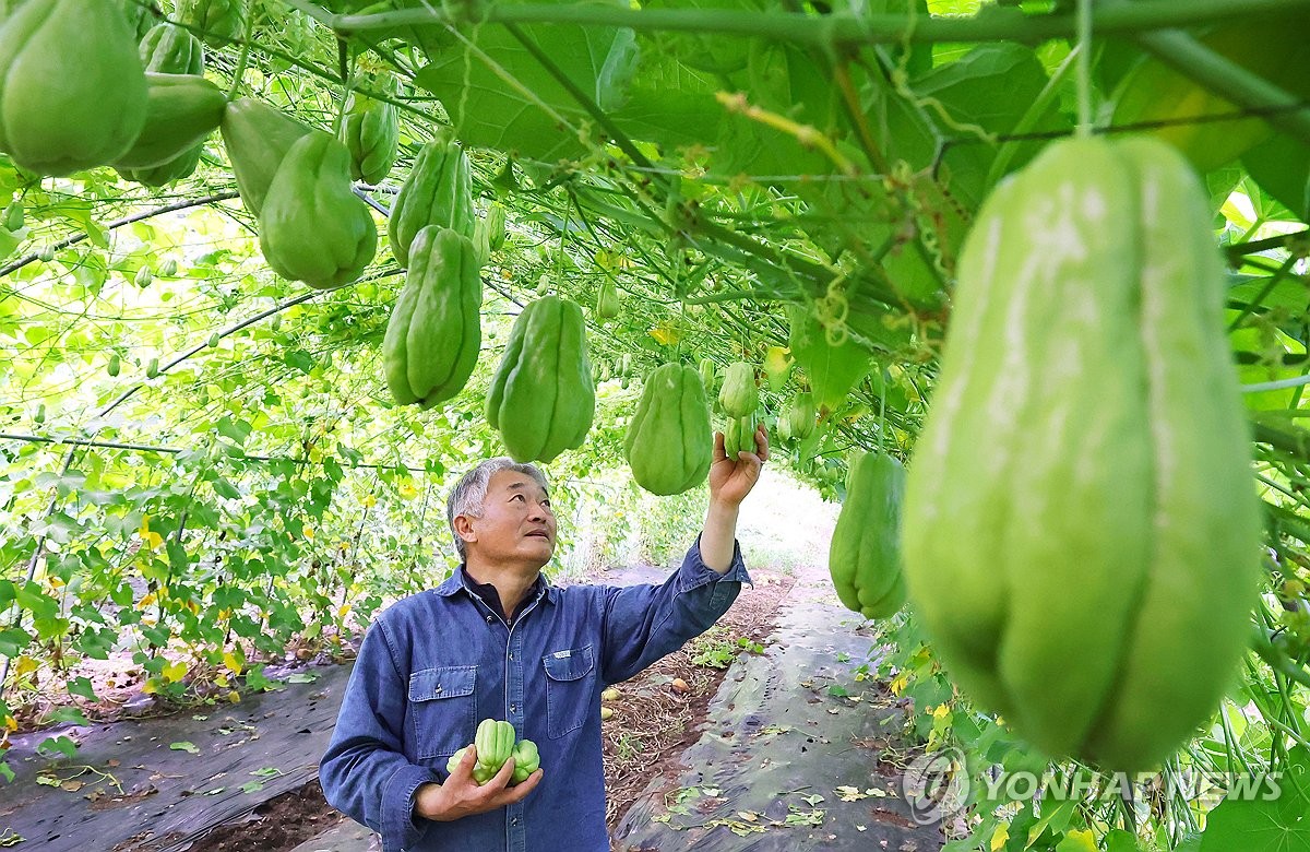 Harvesting tropical vegetable