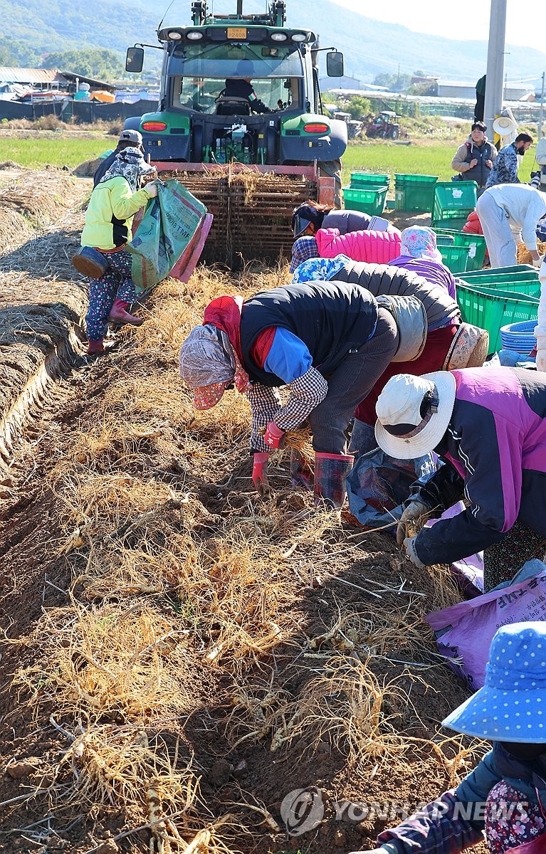 Harvesting Korean ginseng