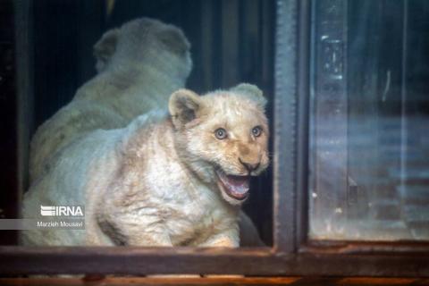 Transfer of white lions to the zoo