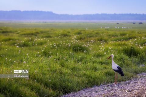 Gandoman wetland