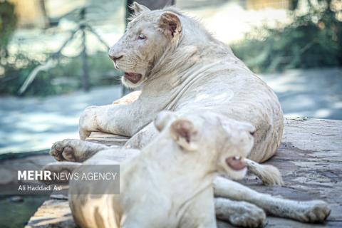 Tehran Grand Zoo