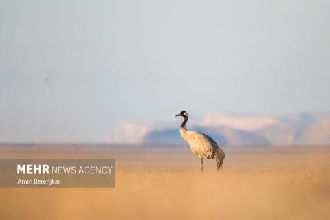 cranes