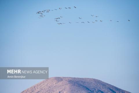 cranes