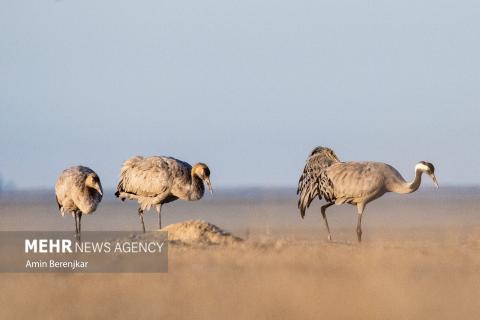cranes