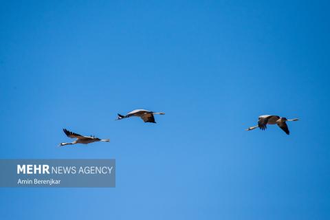 cranes