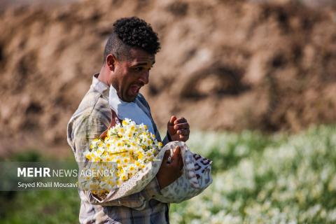 Harvesting flowers in Khuzestan