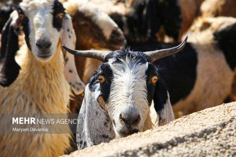 Selected Photos of Mehr 1404 (September - October 2025)