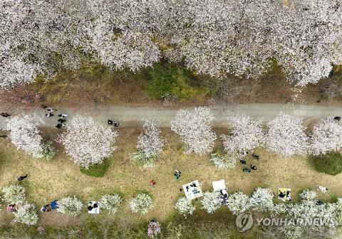 Spring flower festival in Seoul