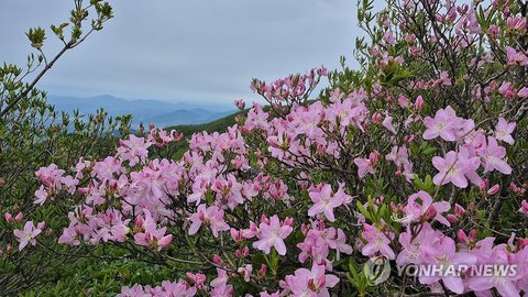 Flowers on Mount Sobaek