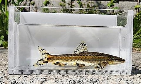 Freshwater fish found in Seoul's Cheonggye Stream