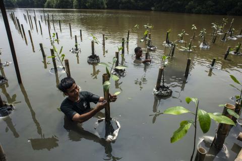 Mangrove planting. (Antara Foto/Aprilio Akbar)